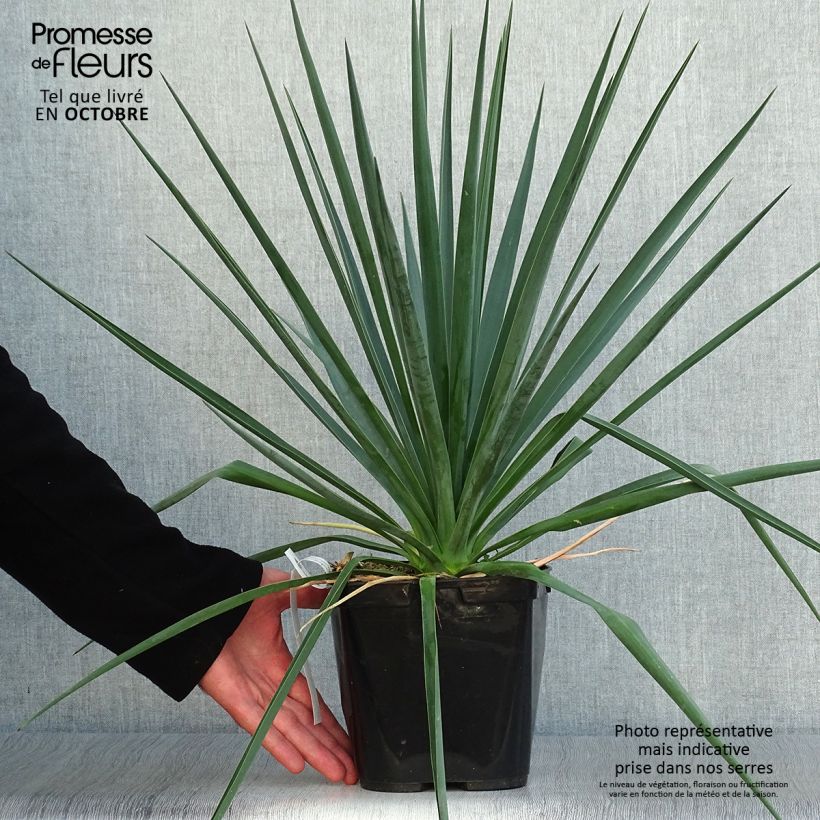 Exemplar von Yucca rigida Blue Sentry - Starre Palmlilie Topf mit 3L/4L wie im Herbst geliefert