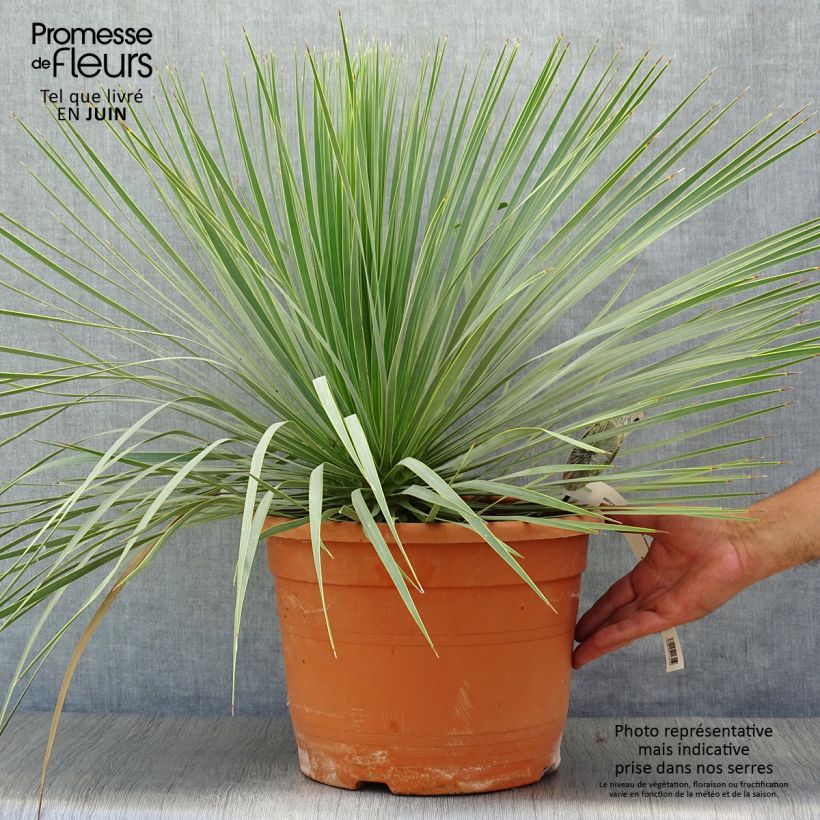 Exemplar von Yucca rostrata - Schnabel-Palmlilie Topf mit 12L/15L wie im Sommer geliefert