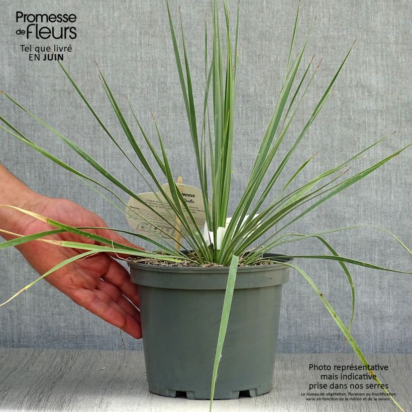Exemplar von Yucca rostrata - Schnabel-Palmlilie Topf mit 2L/3L wie im Sommer geliefert