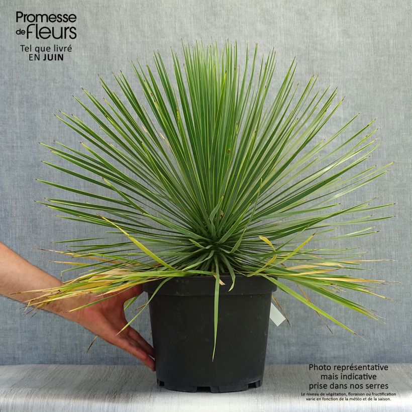 Exemplar von Yucca rostrata - Schnabel-Palmlilie Topf mit 6L/7L wie im Sommer geliefert