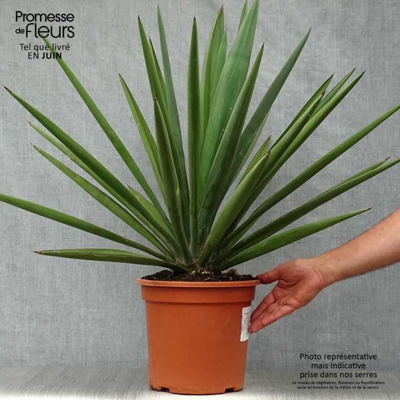 Exemplar von Yucca torreyi - Torrey-Palmlilie Topf mit 7,5L/10L wie im Sommer geliefert