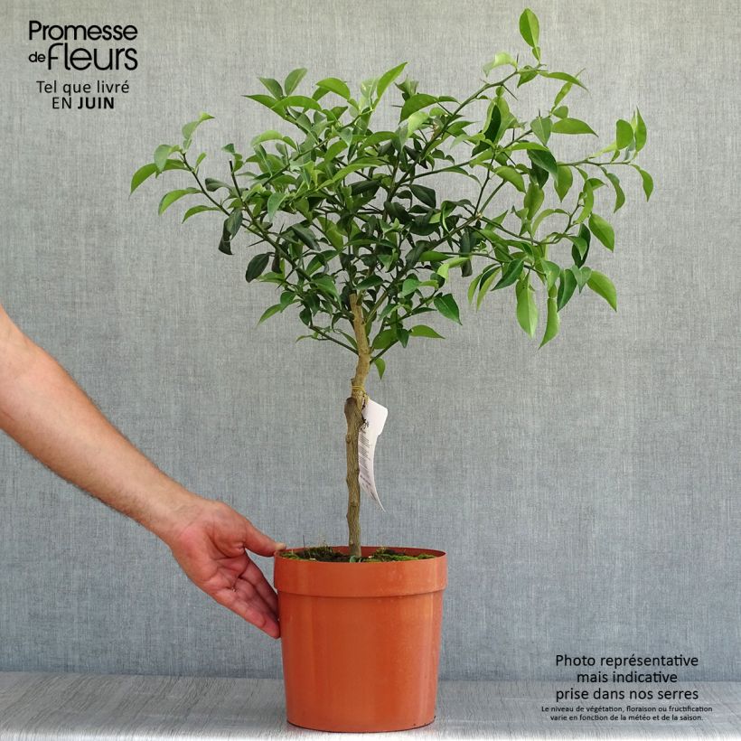 Exemplar von Yuzu - Citrus junos Topf mit 4L/5L, 1/4 Stängel wie im Sommer geliefert