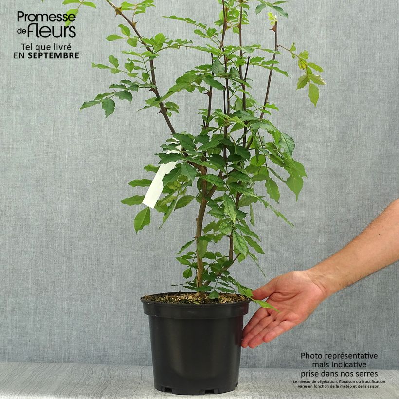 Exemplar von Zanthoxylum americanum - Amerikanische Stachelesche Topf mit 4L/5L wie im Herbst geliefert