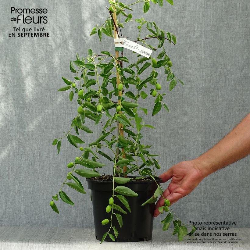 Exemplar von Chinesische Jujube Abundance - Ziziphus jujuba Topf mit 3L/4L wie im Herbst geliefert