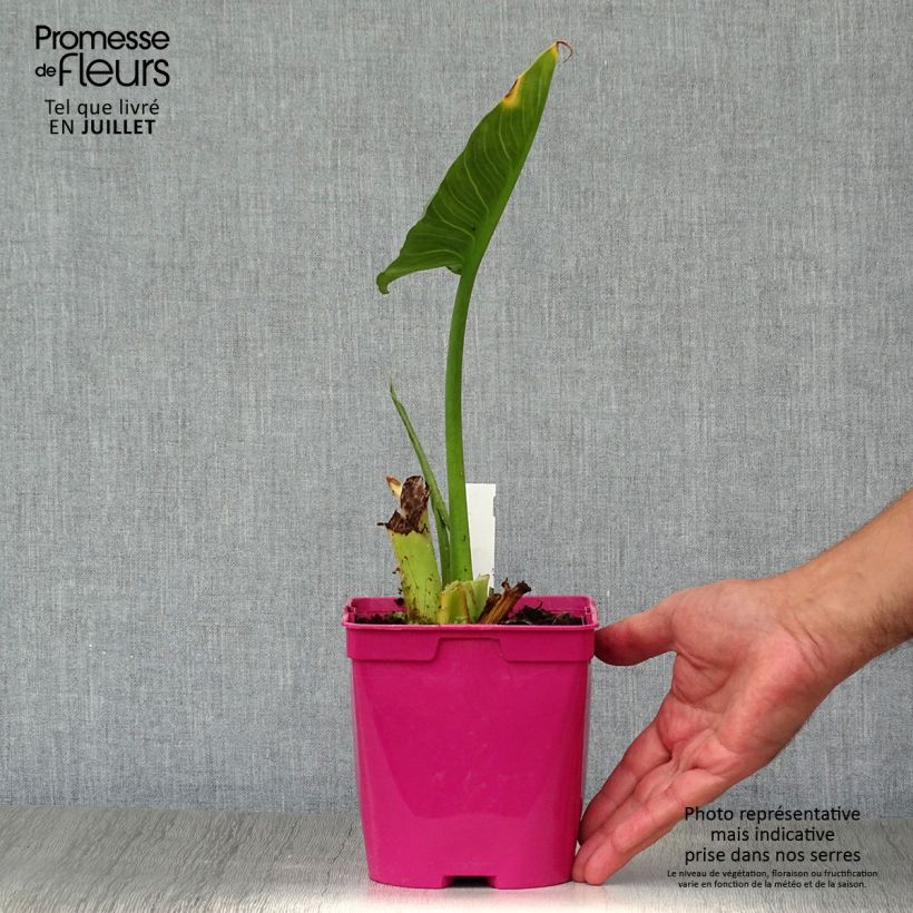 Exemplar von Zantedeschia aethiopica Pink Flamingo - Zimmercalla Topf mit 2L/3L wie im Sommer geliefert
