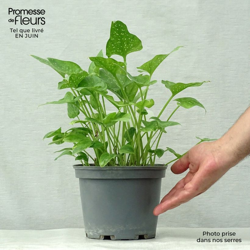 Exemplar von Zantedeschia aethiopica Prince Amaël - Zimmercalla Topf mit 2L/3L wie im Sommer geliefert