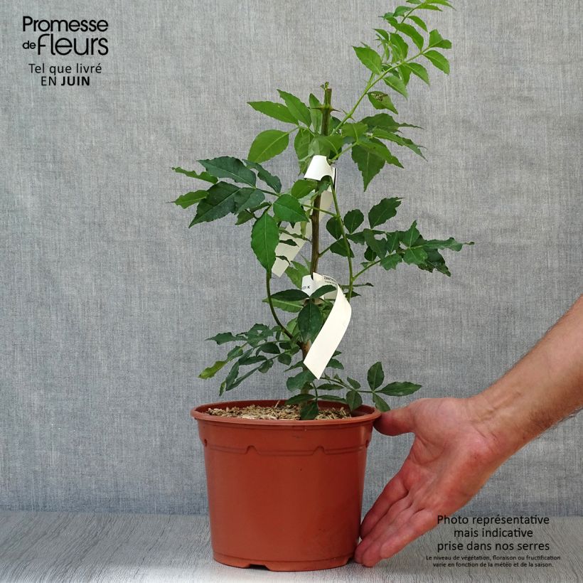 Exemplar von Zanthoxylum piperitum - Japanischer Pfefferstrauch Topf mit 2L/3L wie im Sommer geliefert