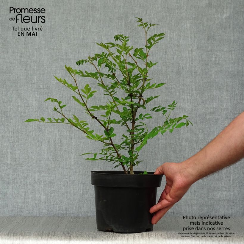 Exemplar von Szechuanpfeffer - Zanthoxylum simulans Topf mit 2L/3LGelieferte Höhe ca. 30/40cm wie im Frühjahr geliefert