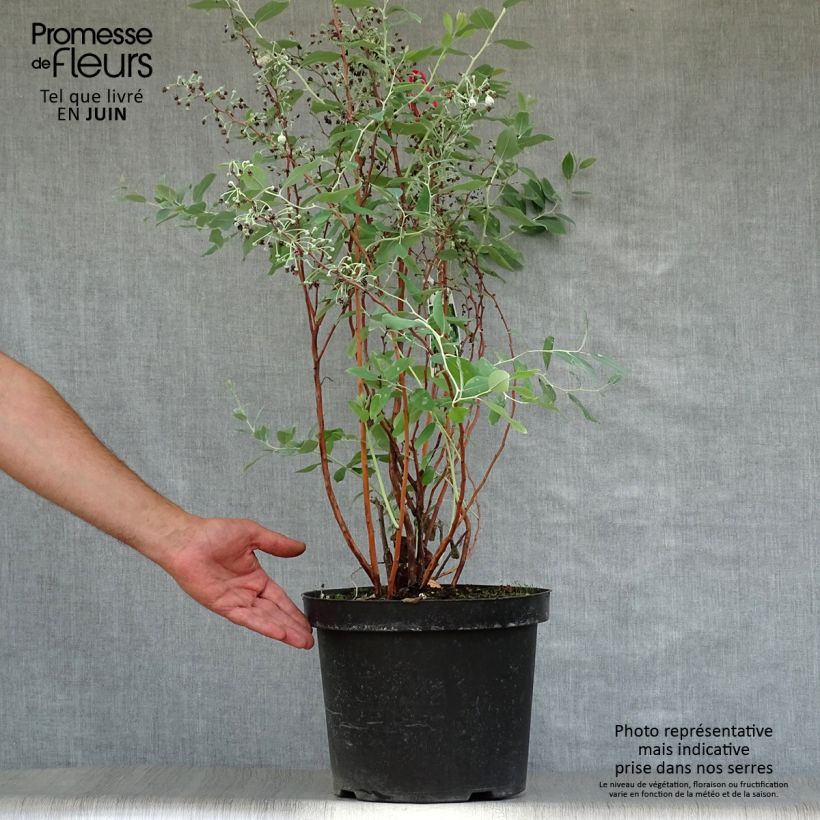 Exemplar von Zenobia pulverulenta Blue Sky - Zenobie Topf mit 7,5L/10L wie im Sommer geliefert