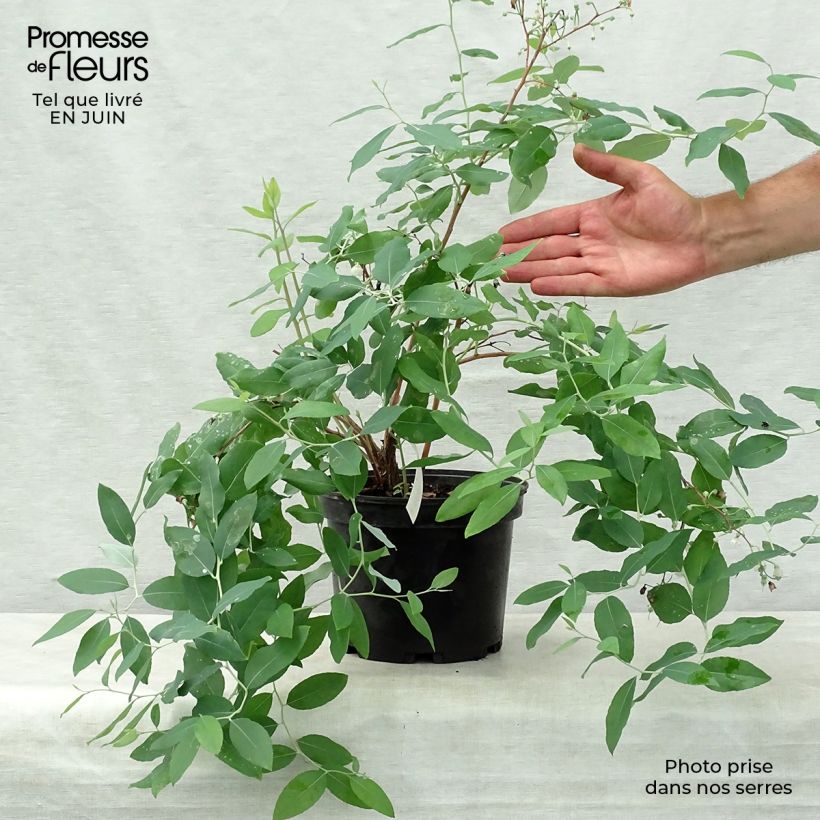 Exemplar von Zenobia pulverulenta Blue Sky - Zenobie Topf mit 3L/4L wie im Sommer geliefert