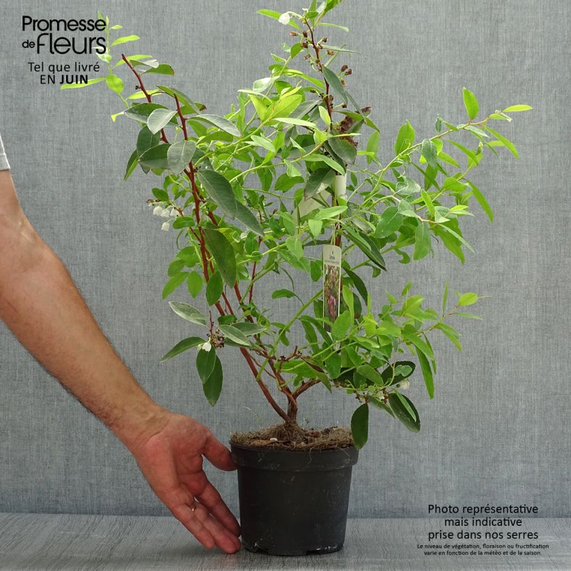 Exemplar von Zenobia pulverulenta Raspberry Ripple - Zenobie Topf mit 2L/3L wie im Sommer geliefert