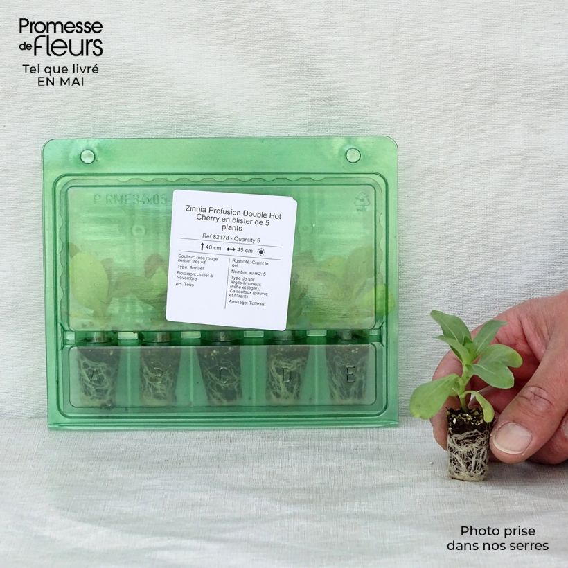 Exemplar von Garten-Zinnie Profusion Hot Cherry Mini-Plug Ø 1,5/2,5 cm wie im Frühjahr geliefert