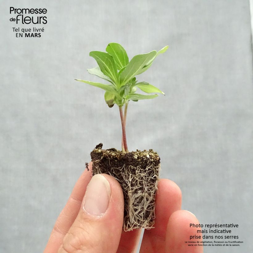 Exemplar von Garten-Zinnie Profusion Double Mix Jardi-Plug: Wurzelballen 3,8 cm x 3,2 cm in Anzuchtplatte à 15 Stück. wie im Frühjahr geliefert