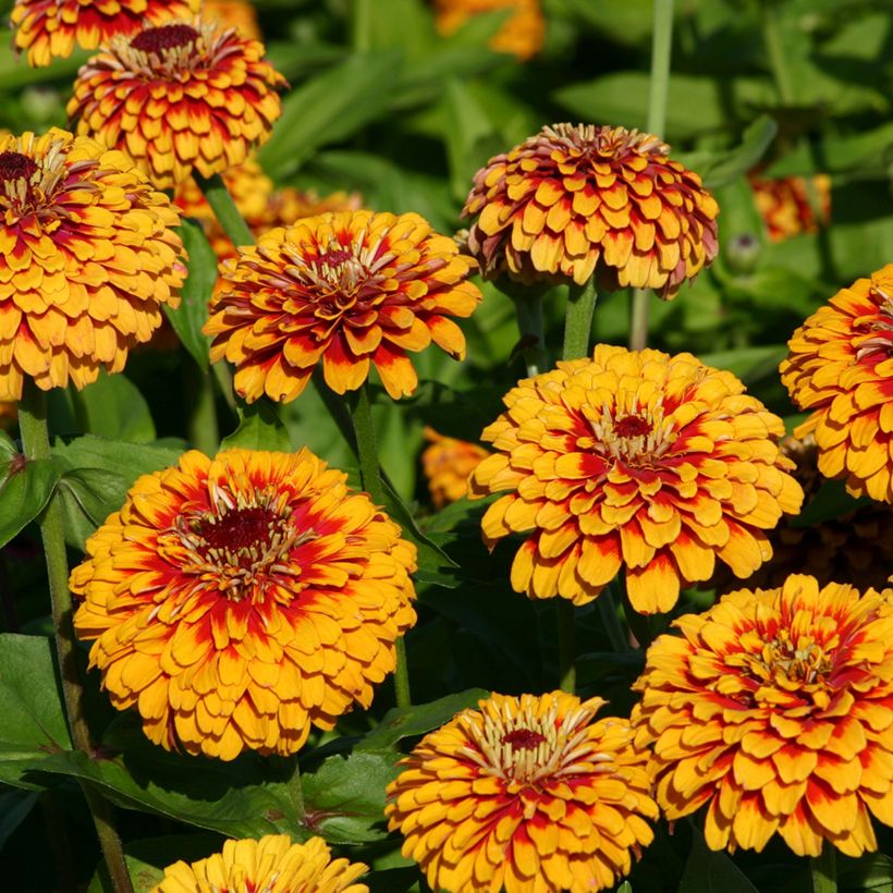 Garten-Zinnie Macarenia (Samen) (Blüte)