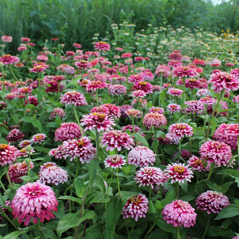 Garten-Zinnie Mazurkia (Samen) (Hafen)