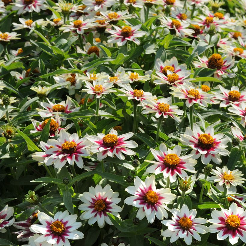 Garten-Zinnie Zahara Starlight Rose (Samen) (Hafen)