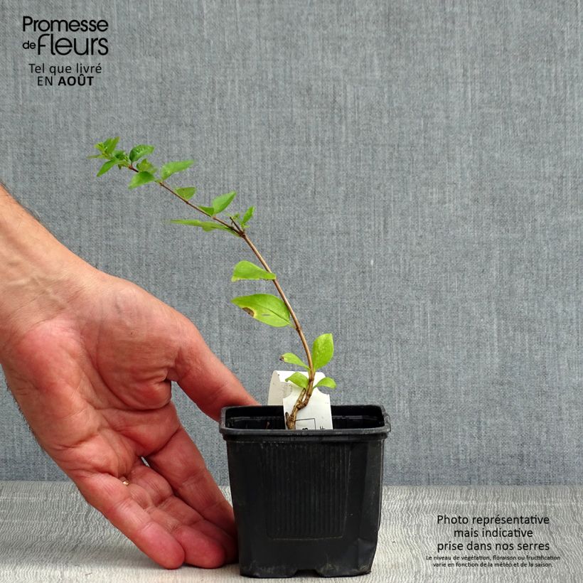 Exemplar von Abelia chinensis White Surprise - Abelie Kleine Töpfe von 8/9 cm wie im Sommer geliefert