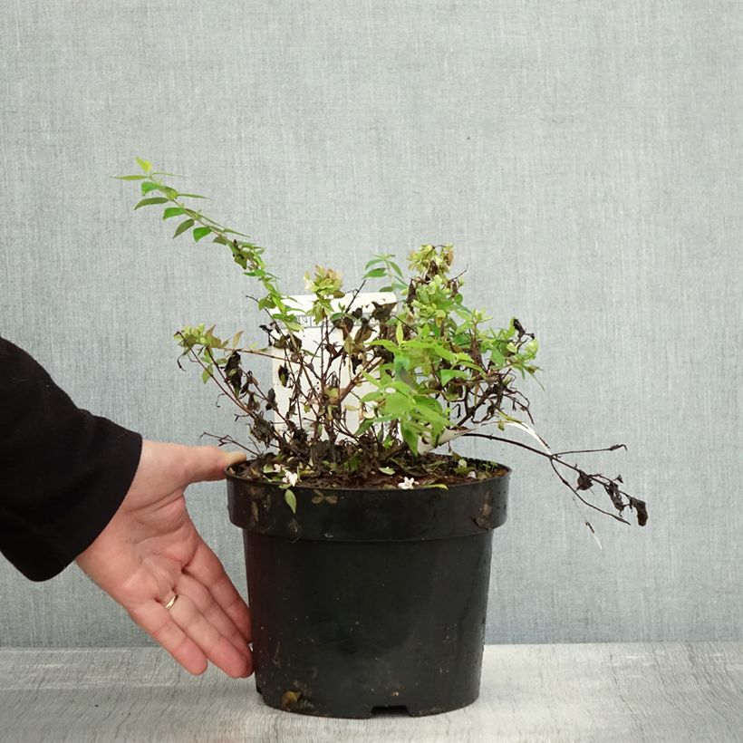 Exemplar von Abelia grandiflora Caramel Charm Topf mit 3L/4L wie im Herbst geliefert