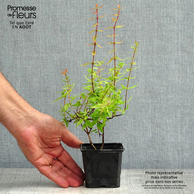 Exemplar von Abelia grandiflora Pisto Kleine Töpfe von 8/9 cm wie im Sommer geliefert
