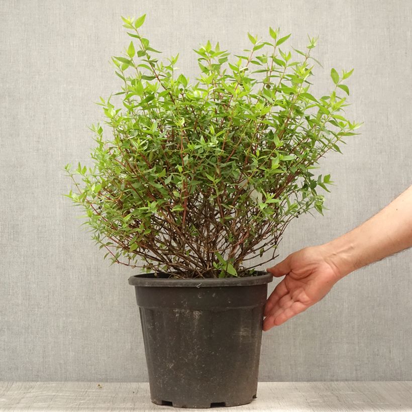 Exemplar von Abelia grandiflora - Grossblütige Abelie Topf mit 7,5L/10L wie im Sommer geliefert