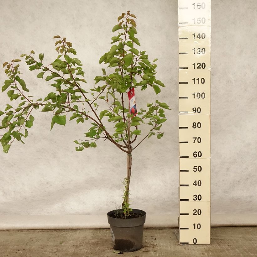 Exemplar von Aprikose Bergeron - Prunus armeniaca Topf mit 7,5L/10L, Gobelet-Form wie im Sommer geliefert
