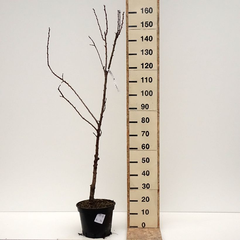 Exemplar von Aprikose Bergeval - Prunus armeniaca Topf mit 7,5L/10L, Gobelet-Form wie im Winter geliefert
