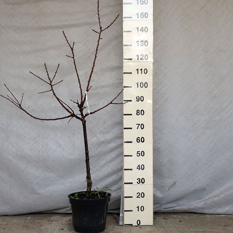 Exemplar von Aprikose Bergeval - Prunus armeniaca Topf mit 7,5L/10L, Gobelet-FormGelieferte Höhe ca. 140/160cm wie im Frühjahr geliefert