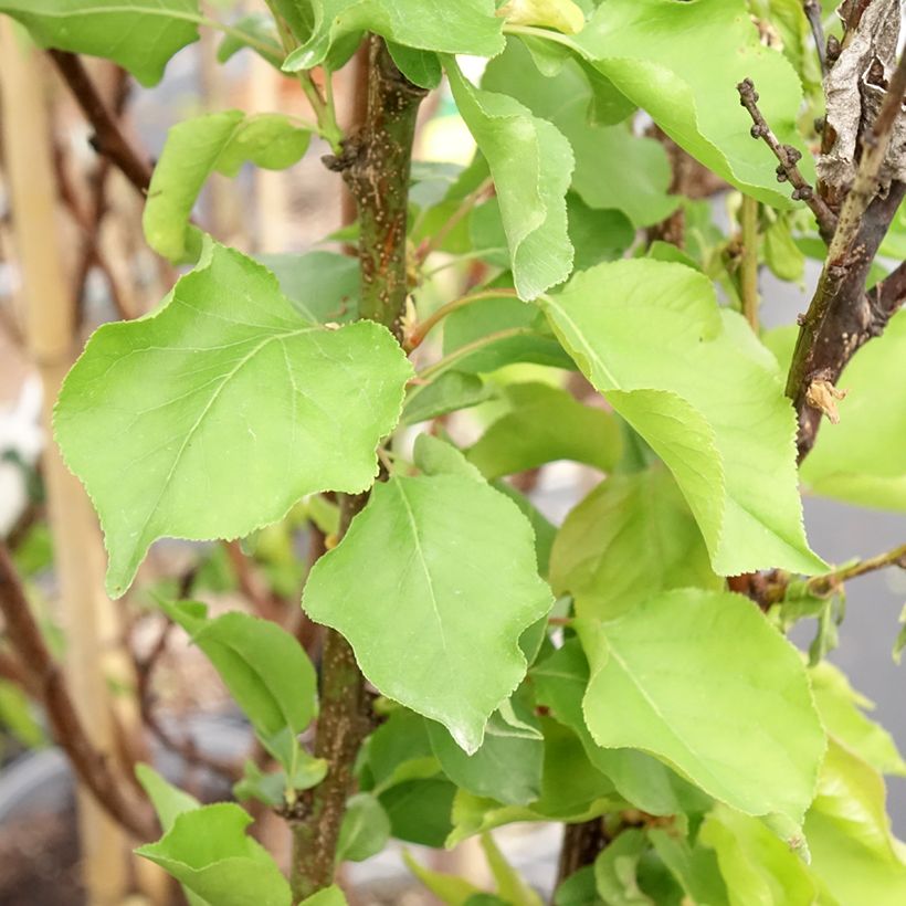 Aprikose Canino - Prunus armeniaca (Laub)