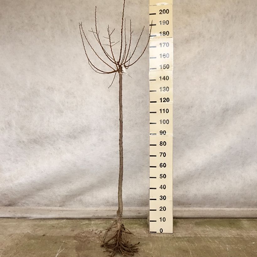 Exemplar von Aprikose Doucoeur - Prunus armeniaca Wurzelnackt, Halbstamm wie im Herbst geliefert