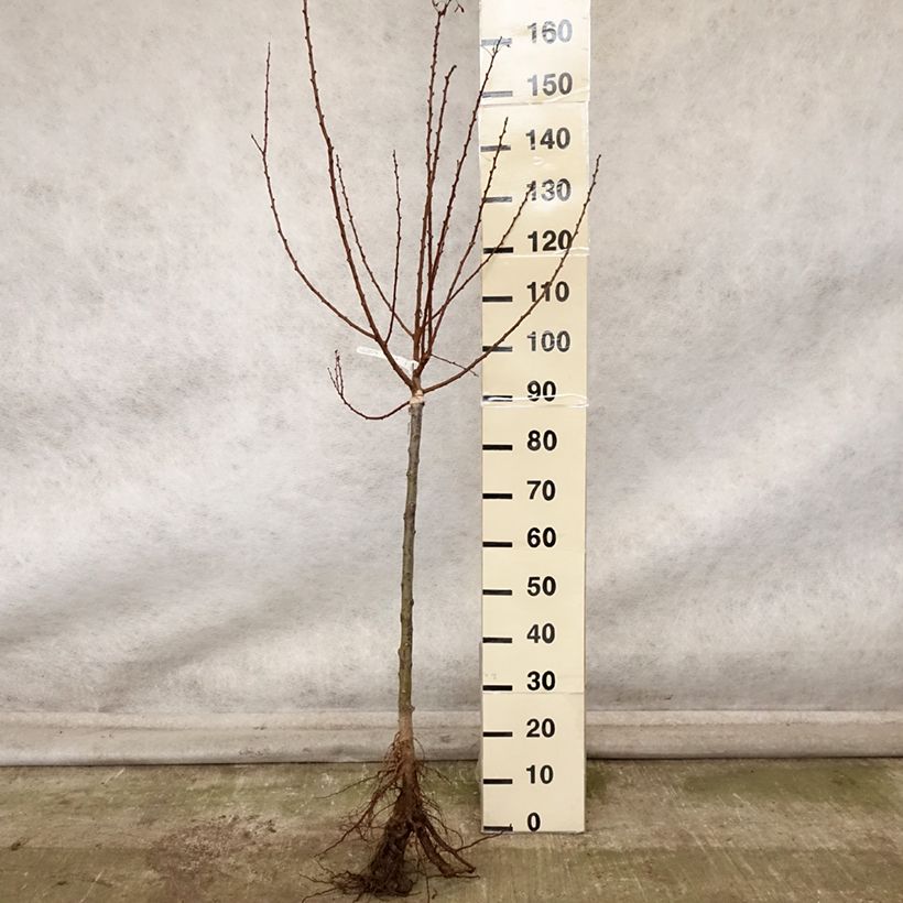 Exemplar von Aprikose Doucoeur - Prunus armeniaca Wurzelnackt, Gobelet-Form wie im Herbst geliefert