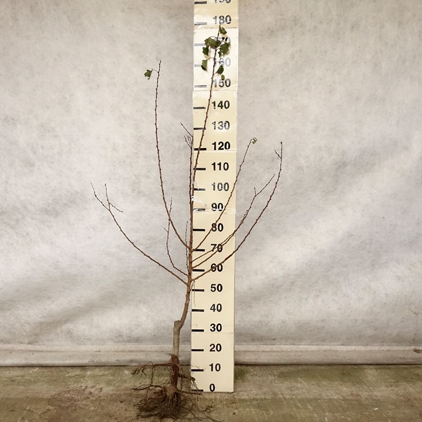 Exemplar von Aprikose Doucoeur - Prunus armeniaca Wurzelnackt, Heister wie im Herbst geliefert
