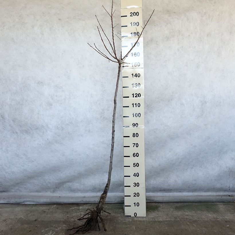 Exemplar von Aprikose Luizet - Prunus armeniaca Wurzelnackt, HalbstammGelieferte Höhe ca. 200/220cm wie im Winter geliefert