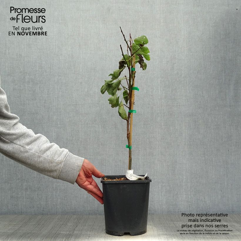 Exemplar von Aprikose Fruit Me Apricot Me Pending - Prunus armeniaca Topf mit 4L/5L, Zwergform wie im Herbst geliefert