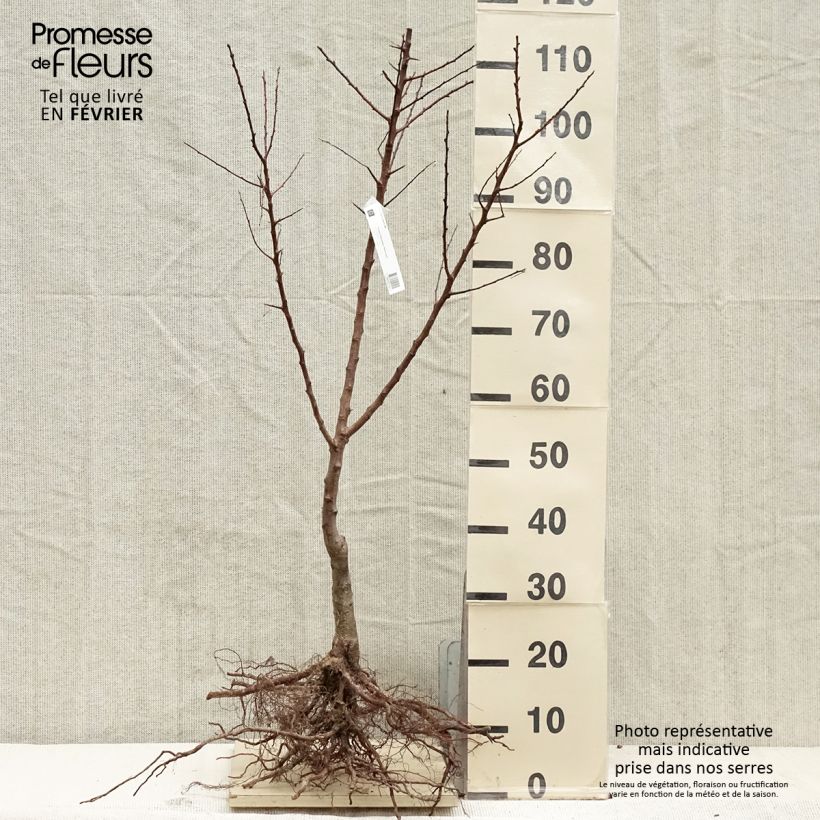 Exemplar von Aprikose Polonais Bio - Prunus armeniaca Wurzelnackt, Heister wie im Winter geliefert