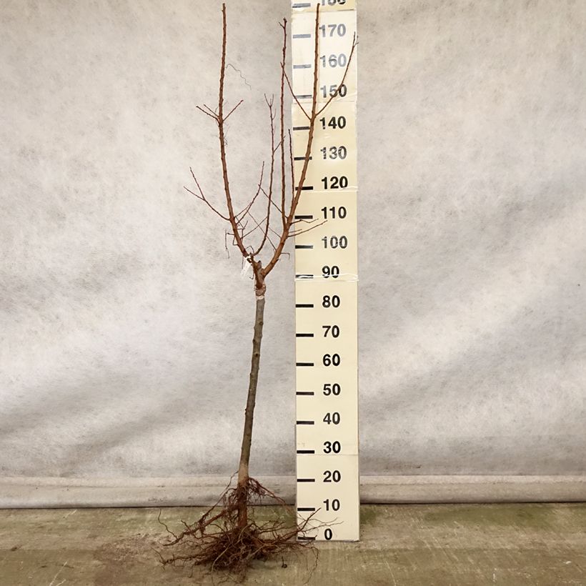 Exemplar von Aprikose Polonais - Prunus armeniaca Wurzelnackt, einstämmig wie im Herbst geliefert
