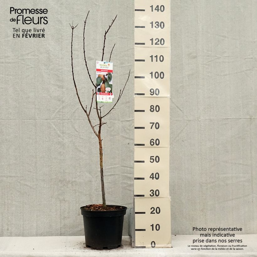 Exemplar von Aprikose Précoce de Saumur - Prunus armeniaca Topf mit 7,5L/10L, Gobelet-Form wie im Winter geliefert