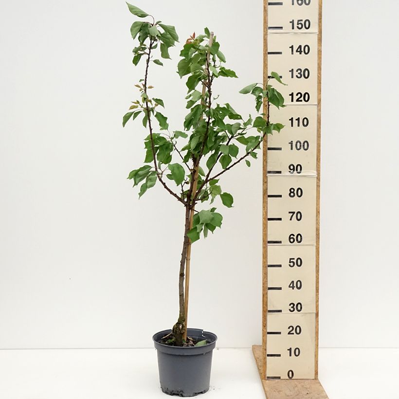 Exemplar von Aprikose Précoce de Saumur - Prunus armeniaca Topf mit 7,5L/10L, Gobelet-Form wie im Frühjahr geliefert