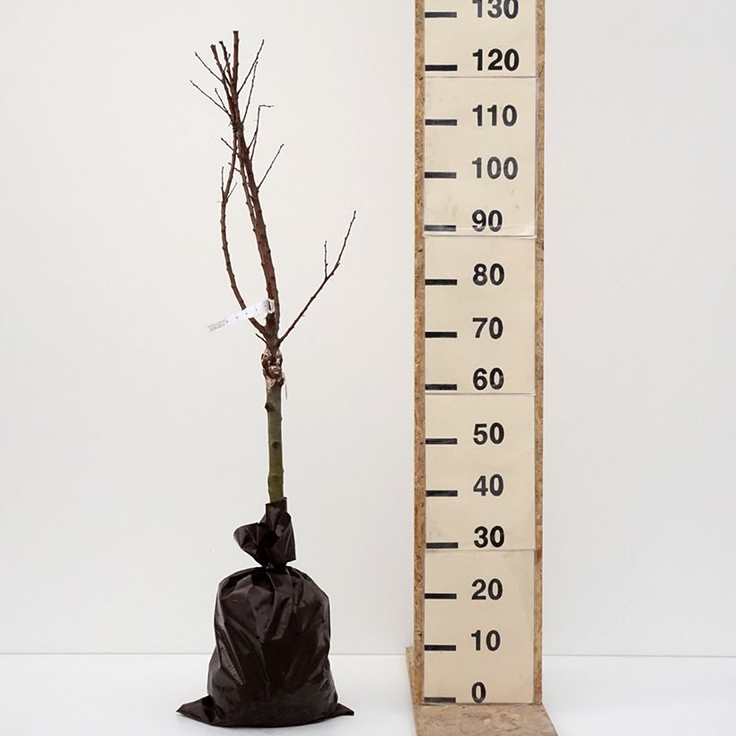 Exemplar von Aprikose Compacta - Prunus armeniaca Plug "Fertig-zum-Pflanzen", 1/4 Stängel wie im Winter geliefert