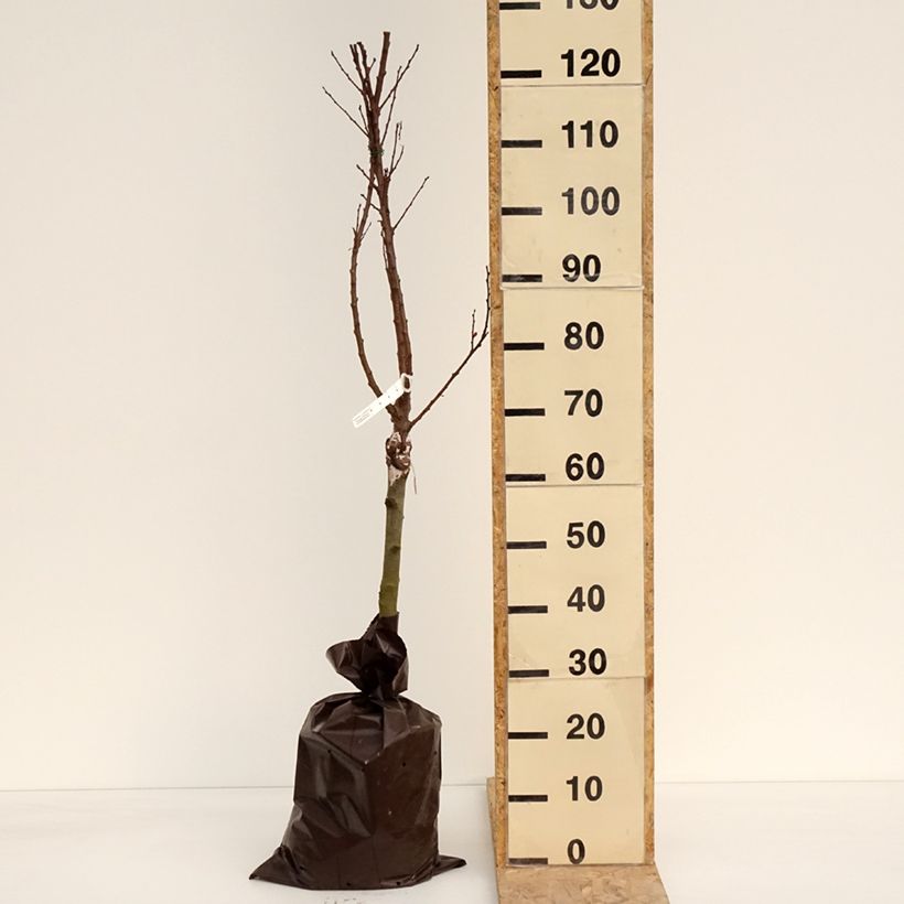 Exemplar von Aprikose Compacta - Prunus armeniaca Plug "Fertig-zum-Pflanzen", 1/4 StängelGelieferte Höhe ca. 100/+cm wie im Frühjahr geliefert