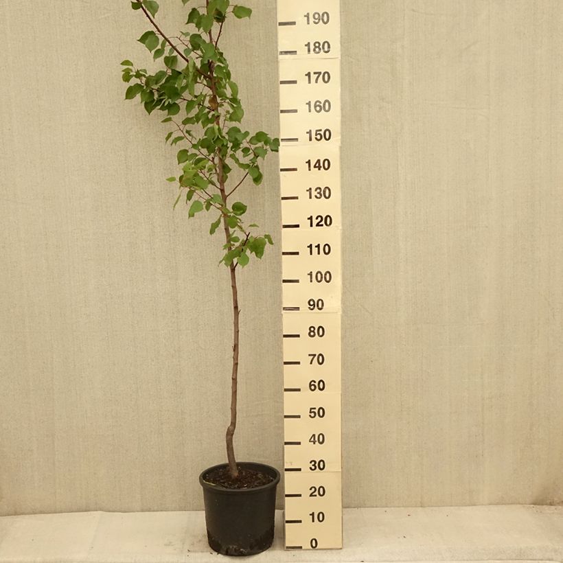 Exemplar von Aprikose Harcot - Prunus armeniaca Topf mit 12L/15L, Gobelet-FormGelieferte Höhe ca. 125/150cm wie im Sommer geliefert