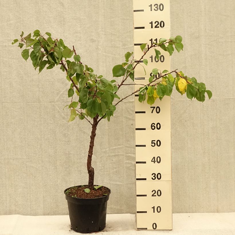Exemplar von Aprikose Meilleur de Hongrie - Prunus armeniaca Topf mit 7,5L/10L, Gobelet-Form wie im Herbst geliefert