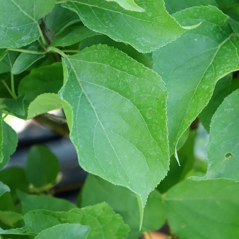 Aprikose Nanum - Prunus armeniaca (Laub)