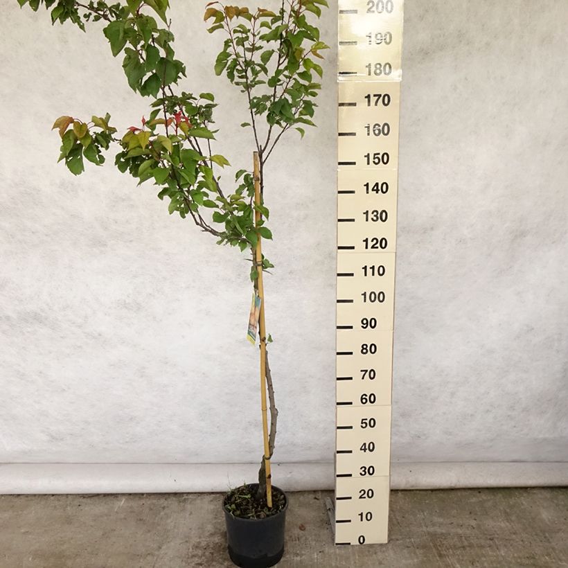 Exemplar von Aprikose Peche de Nancy - Prunus armeniaca Topf mit 7,5L/10L, HalbstammGelieferte Höhe ca. 200/220cm wie im Sommer geliefert