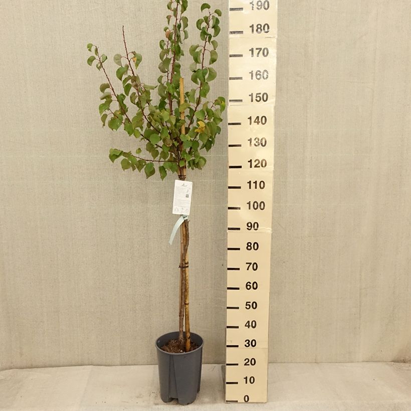 Exemplar von Aprikose Rouge du Roussillon - Prunus armeniaca Topf mit 7,5L/10L, Halbstamm wie im Herbst geliefert