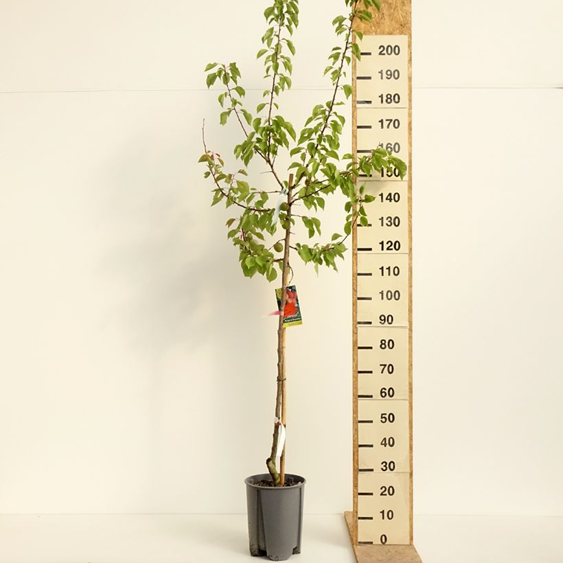 Exemplar von Aprikose Rouge du Roussillon - Prunus armeniaca Topf mit 7,5L/10L, Halbstamm wie im Frühjahr geliefert