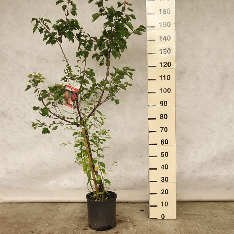 Exemplar von Aprikose Rouge du Roussillon - Prunus armeniaca Topf mit 7,5L/10L, Gobelet-Form wie im Sommer geliefert