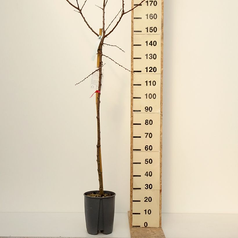 Exemplar von Aprikose Rouge du Roussillon - Prunus armeniaca Topf mit 70L/75L, HochstammGelieferte Höhe ca. 200/400cm wie im Winter geliefert