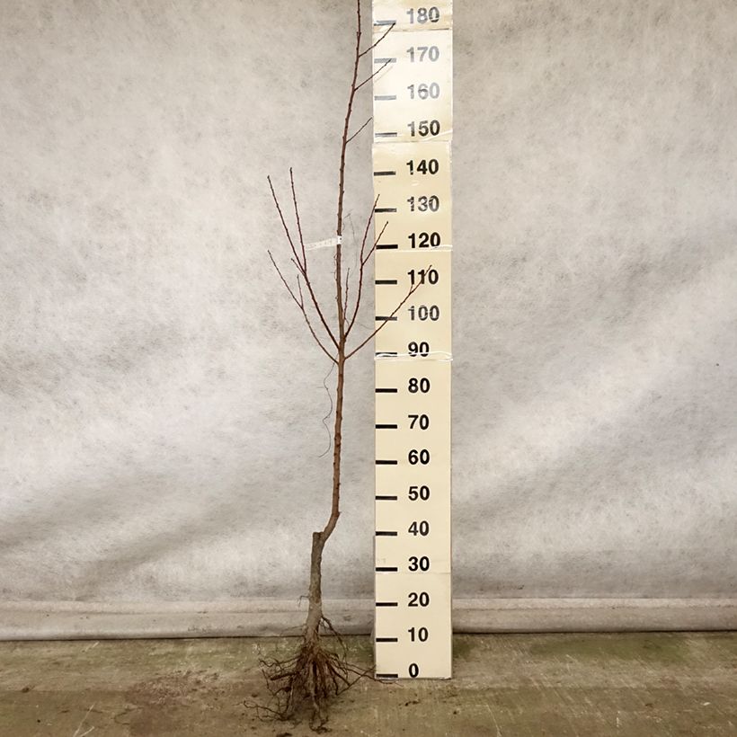 Exemplar von Aprikose Rouge du Roussillon - Prunus armeniaca Wurzelnackt, HeisterGelieferte Höhe ca. 130/150cm wie im Herbst geliefert