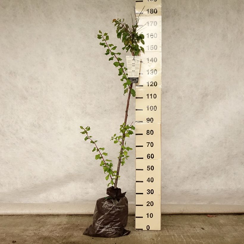 Exemplar von Aprikose Rouge Tardif Delbard 'Delmast' - Prunus armeniaca Plug "Fertig-zum-Pflanzen", Halbstamm wie im Sommer geliefert