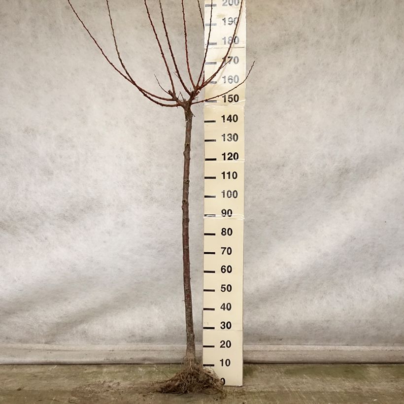 Exemplar von Aprikose Rouge Tardif Delbard 'Delmast' - Prunus armeniaca Wurzelnackt, Halbstamm wie im Herbst geliefert